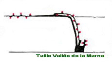 Taille-vallee-de-la-marne-pruning